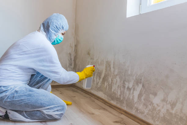 Licensed Black Mold Removal service in Newton, NJ - WQB Mold Removal