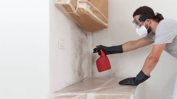 Professional Black Mold Removal technician working in Newton, NJ