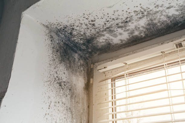 Affordable Black Mold Removal solutions in Newton, NJ